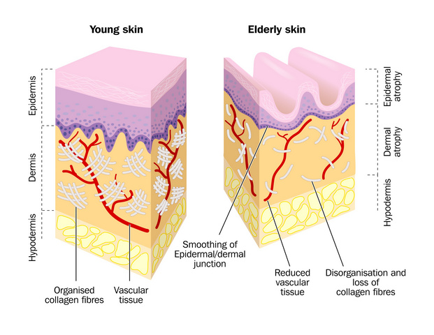skin loses collagen and elastin as it ages