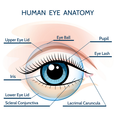Human eye anatomy illustration. 
